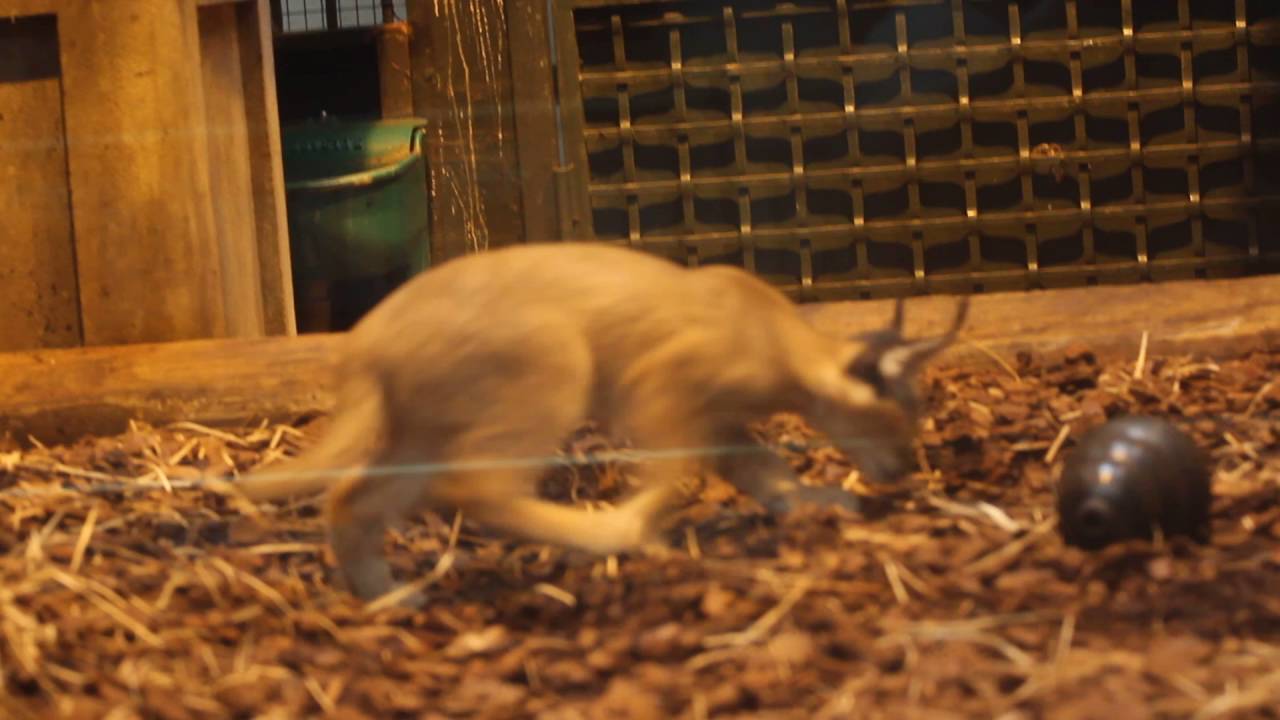 Bebe Caracal Youtube Bebe Caracal Youtube