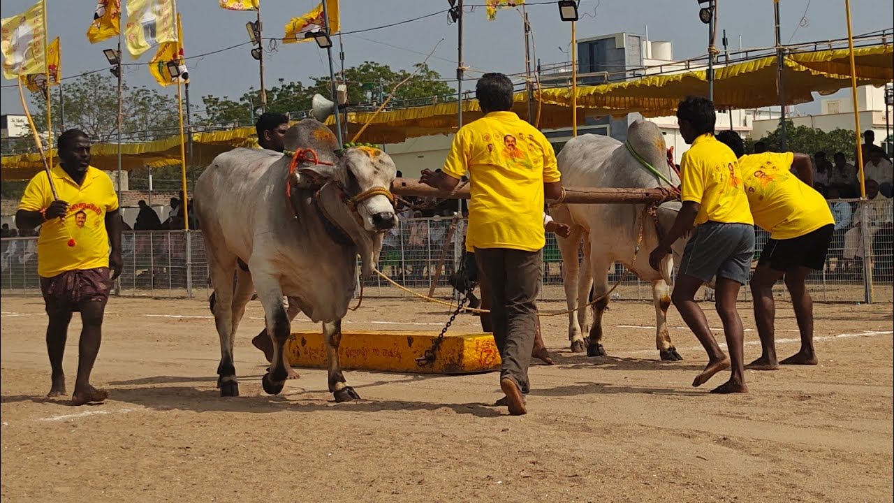 చిలకలూరిపేట 2 పళ్ళు 7వ చెన్నుపాటి నాగేంద్ర బాబు గారు వల్లూరివారిపాలెం గ్రామం
