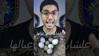 الطائر ده اسمه شحرور البقر بني الراس😮🤔 #shorts