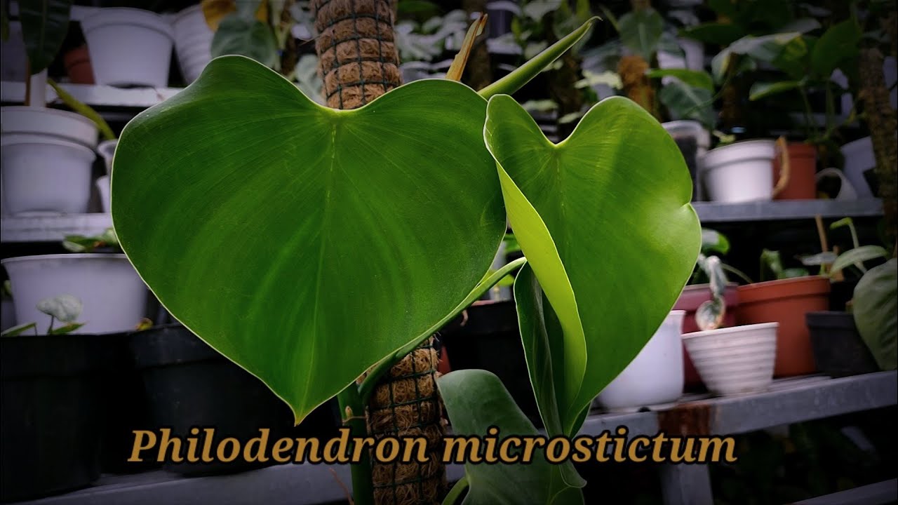 philodendron microstictum