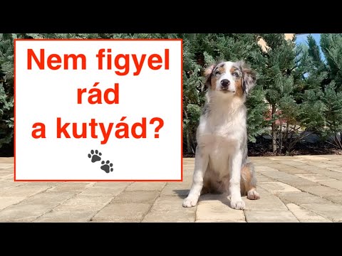 Videó: Hogyan Lehet Kiképezni A Kutyát, Hogy Egyedül üljön
