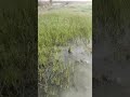 jbl specor for jumping the pond shortvideog