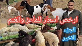 ارخص اسعار للماعز والغنم الانيه والوالده واللحم بالجزء الاخير من سوق بلبيس وتغطيه كامله للسوق كله