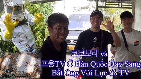 프응TV Và 코코보라 Ở Hàn Quốc Bay Qua Việt Nam Bắt Ong Rừng Cùng Lực 68 TV Bắt Được Hai Tổ Ong Bắt Cày