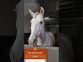 #pferde #pferdeliebe #horse #horseriding #horselover #loveanimals #horsepower #viralshort #funny