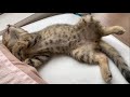 枕元に打ち上げられた子猫