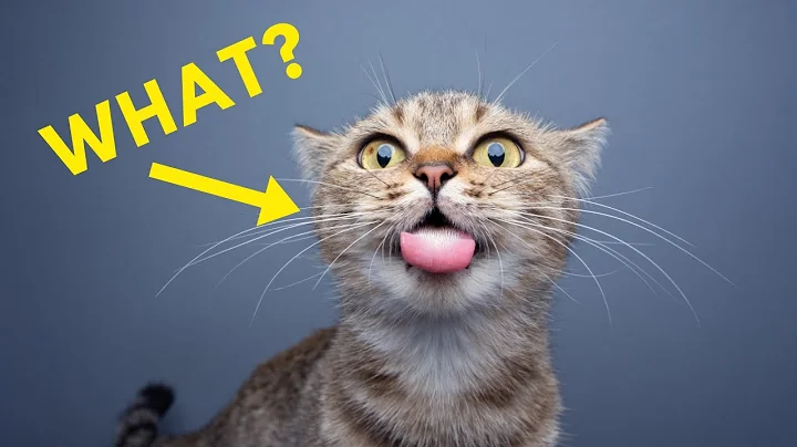 The Real Meaning Behind 12 Weird Cat Behavior