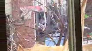 Crazy Cardinal Pecking Window