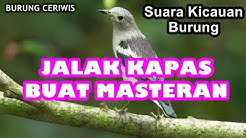 Suara Jalak Kapas Sutra Free Music Download