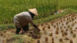 Hanya Ada Di Desa  Musim Panen Padi Indahnya Nuansa Hidup Di Desa