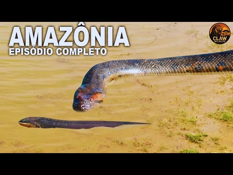 AMAZÔNIA SELVAGEM | Giant Anaconda of the Amazon Jungle 🐍 | Claw Wildlife