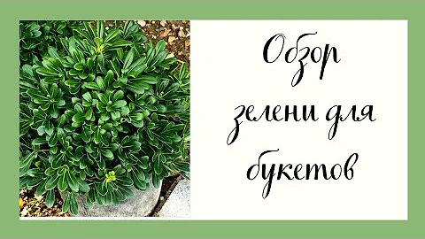 Обзор зелени для букетов