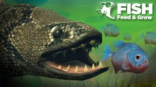 THERE'S ALWAYS A BIGGER FISH!!! - Fish Feed Grow