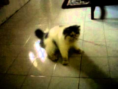 Persian cat playing paper-bal & acting like a bulldog