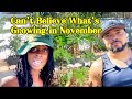 November Tropical Garden Tour: New Plants Added - Central Florida (9B)