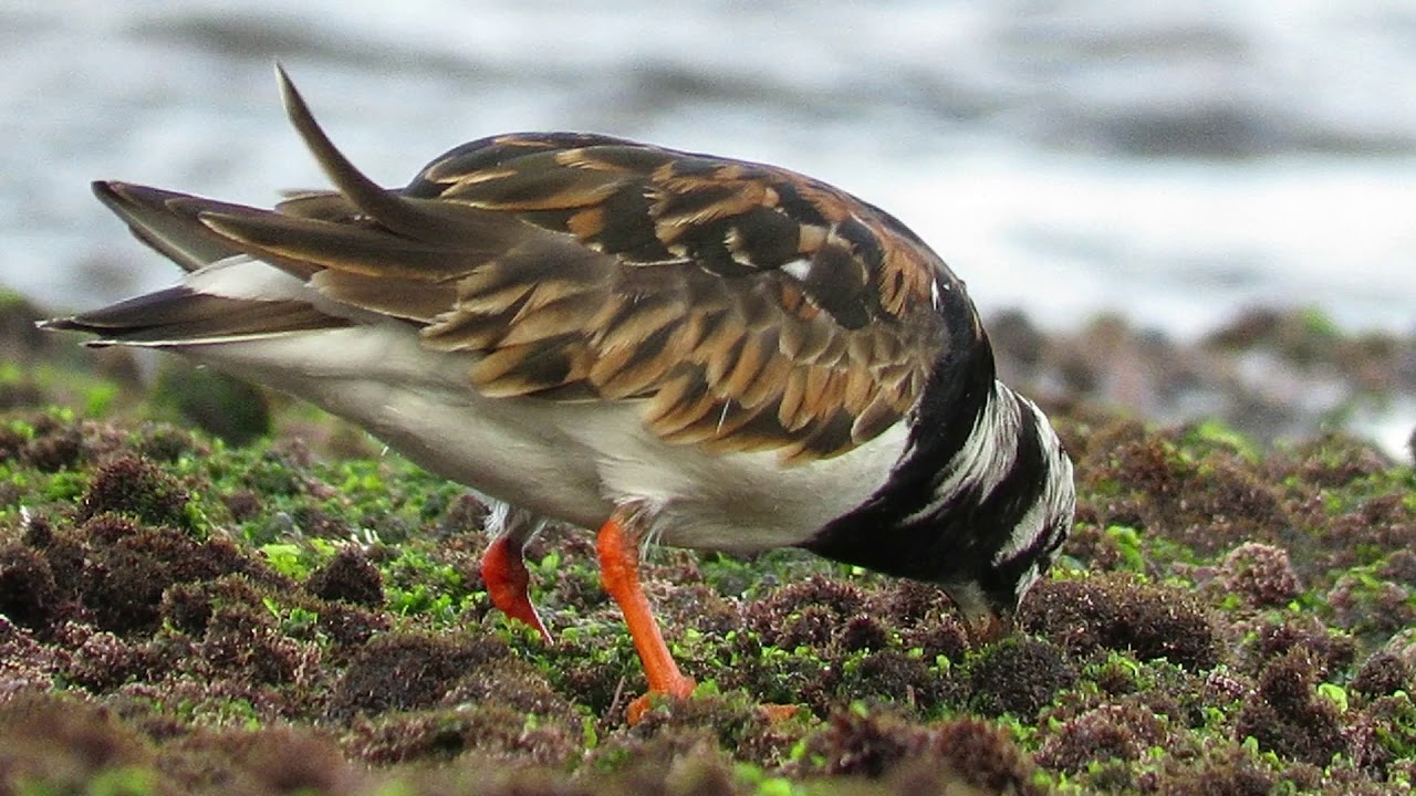 A Rola-do-mar / Ruddy Turnstone (Arenaria interpres) na Costa de Cascais. 2019