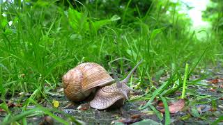 Garden snail