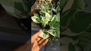 Leafy Life at Home🏡 #home#peace#garden #gardening#trendingshorts #fyp