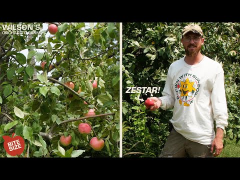 Video: What Are Zestar Apples - How To Grow A Zestar Apple Tree At Home