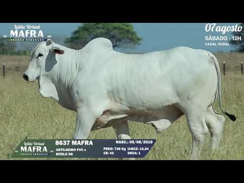 LOTE 24   MFRA 8637