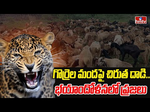 గొర్రెల మందపై చిరుత దాడి.. భయాందోళనలో ప్రజలు | Leopard Roaming In Bhupalpally District | hmtv