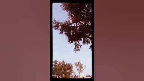 Thumbnail of Zaheer usmani