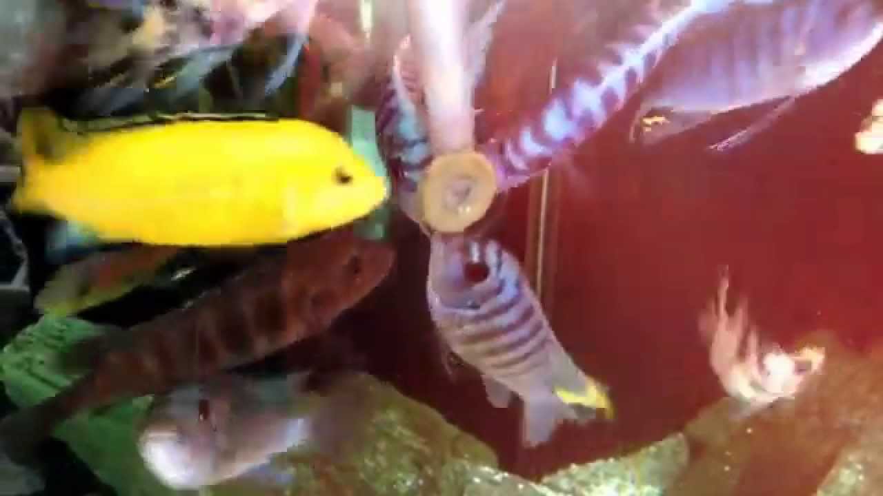 malawi map Breakfast time for Mbuna cichlids