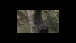 Python 2000 and King Cobra 1999 #edit #memes #capcut #movie #4k #snake #syfy #shorts Wealth