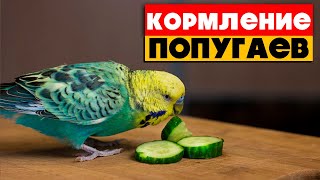 Чем кормить волнистого попугая?