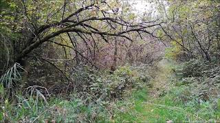 Traumhafter Wald - Natur pur in Full HD - Entspannung