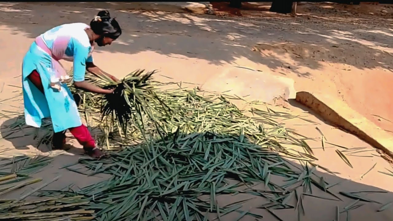 Gay ko khane ke liye khajur ka patta degi hai Mera bahan