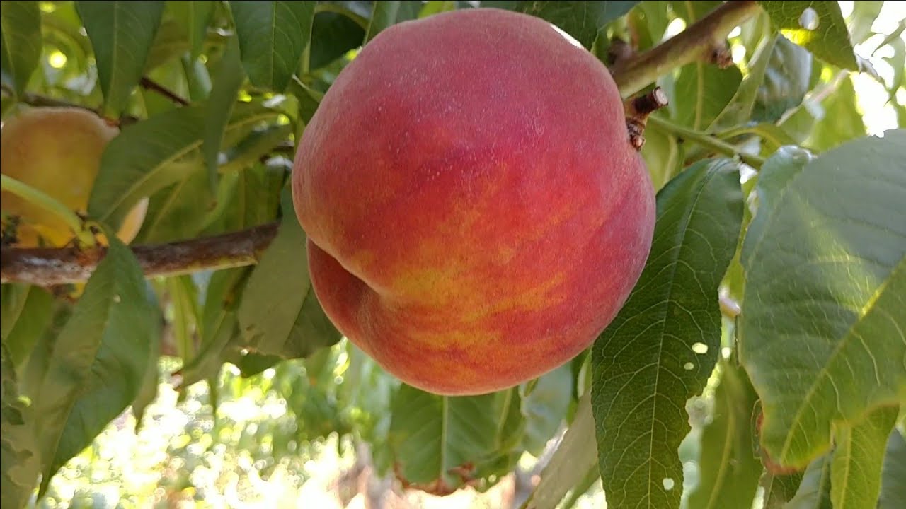 Персик Харроу Даймонд. Peach Harrow Diamond. Середньо-ранній ...