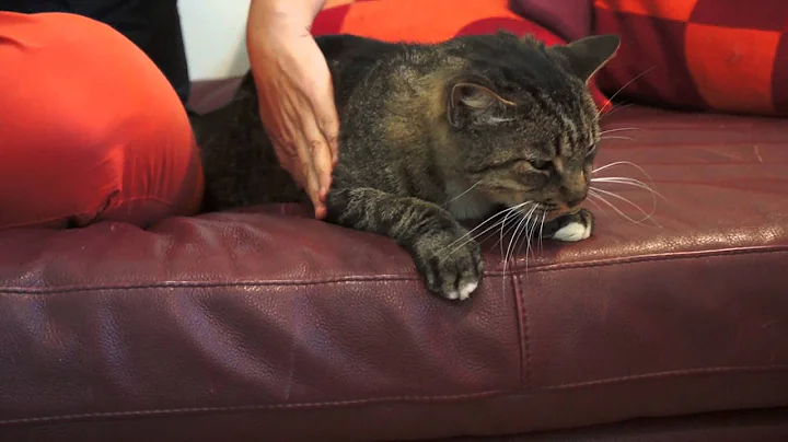 Video 1281401: egyptian mau mix, brown tabby cat, tabby male, cat old