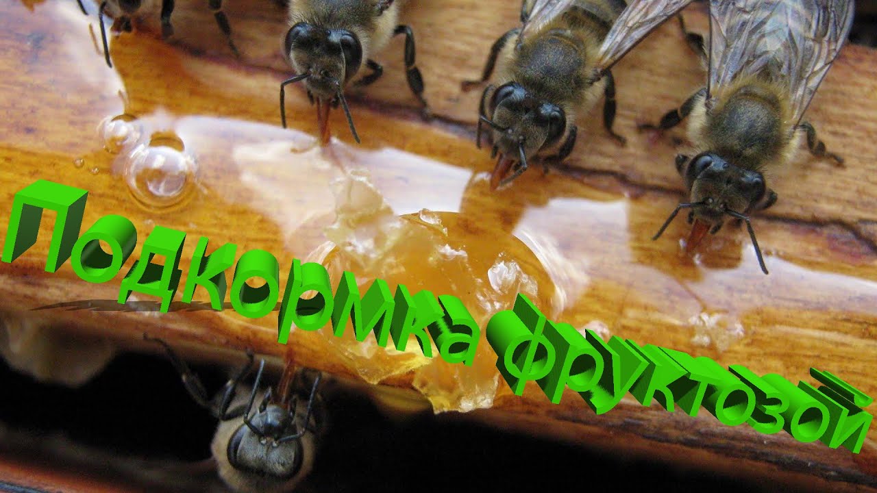 Профессор Кашковский: Можно ли скармливать пчелам фруктозу? - YouTube