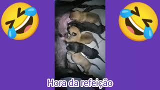 Cachorrinhos na hora do rango