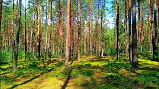 Spring Forest \/ Nature Sounds For Relaxation \& Sleep \/ Birdsong