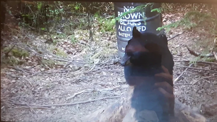 2010 black bear with my S&W 500 magnum 19ft shot