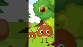 Fındık Dalları Şimdi Çocukko Tvde