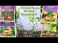 3-in-1 Grafting Success…. 7 Weeks UPDATE  |  Peaches, Plums & Apricots | BEFORE & AFTER