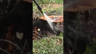 Вчера решил избавиться от пня на участке, видео сделаю сегодня Hot to remove tree stump