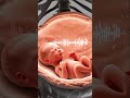 Your Baby Can Hear You Before Birth🔥 #pregnancyfacts #ukparents #babybonding #emotionalvideo #fyp