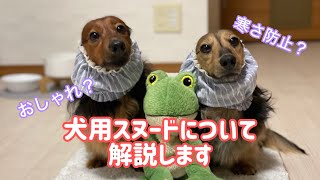 【長耳さん必見】食事の際につけている犬用スヌードについて