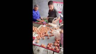 🎈🔴LIVE～Egg Sorting 🥚 2026-06-18