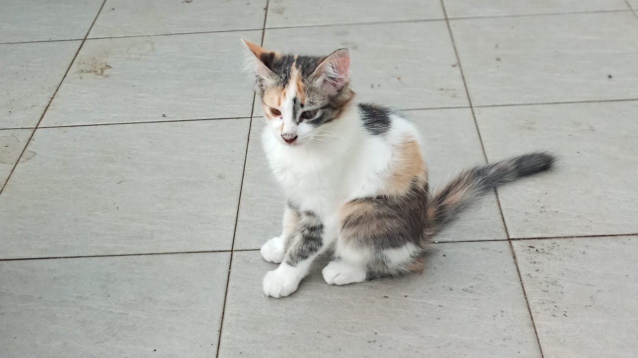 Cats & kittens are 878 & 787 & 713 & 630 & 529 & 512 & 464 & 388 & 273 & 235 & 135 &295 &229 &127&93