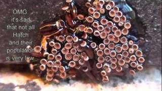 Wheel Bug - Learn Beauty in a Bug