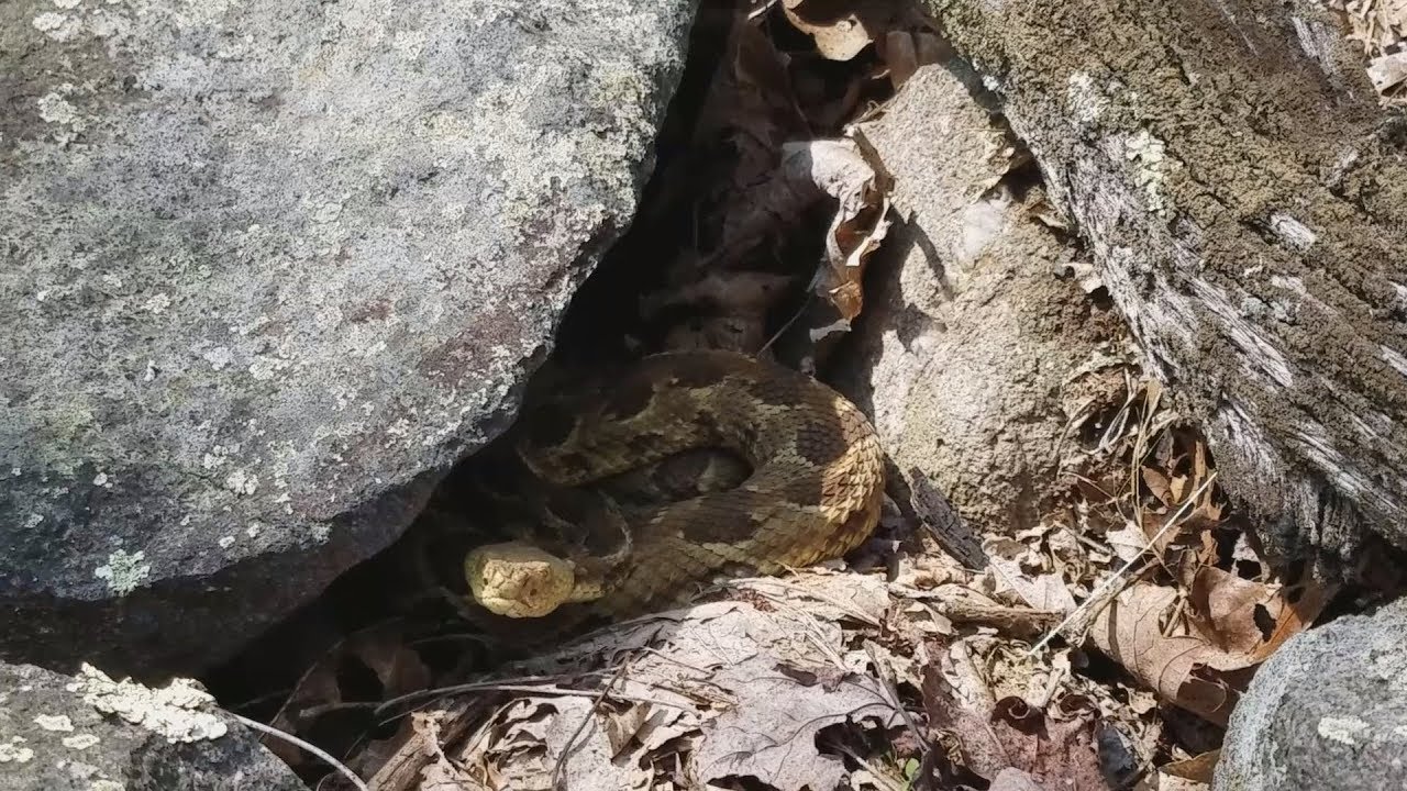 Visit to a Timber Rattlesnake Den in Springtime - YouTube