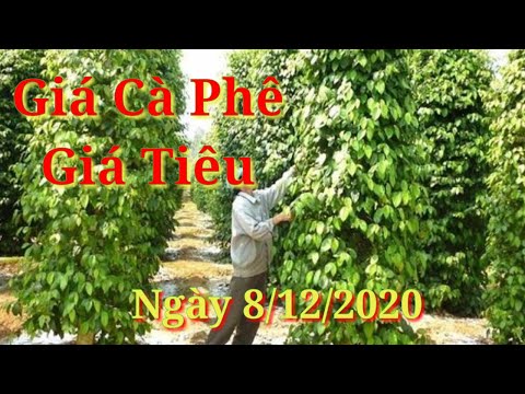 Giá cà phê hôm nay, giá tiêu ngày 8/12/2020. Lại tiếp tục giảm- Cao Hiếu Vlog