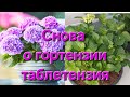 Появились корешки🌸 Будут ли саженцы в продаже?