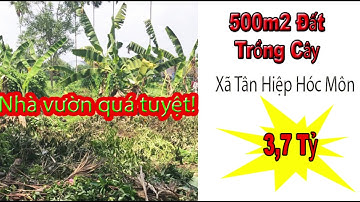 Bán gấp 500m2 đất trồng cây lâu năm Tân Hiệp Hóc Môn giá 3,7 tỷ