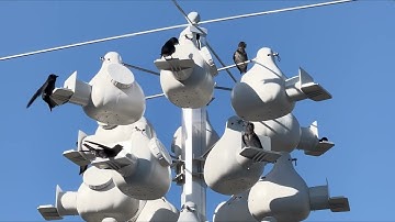 Why Purple Martins Need Us: Nesting Boxes, Migration & Conservation Facts